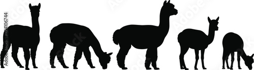 Alpaca llama silhouette set, black camelid farm animal collection in standing and grazing poses isolated on white background, vector illustration