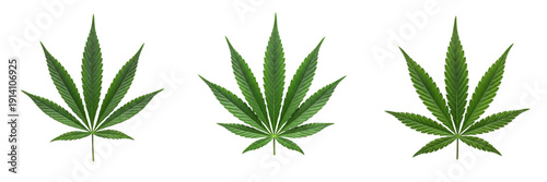 Canvastavla Set of Green Cannabis Sativa Leaves Isolated on White Background for Medical and