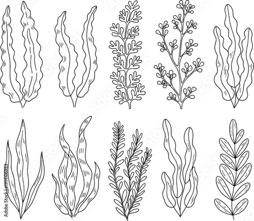 Underwater seaweed and marine plants hand drawn outline collection ocean botanical elements vector illustration set
