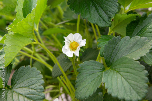 Strawberry plant in bloom i...