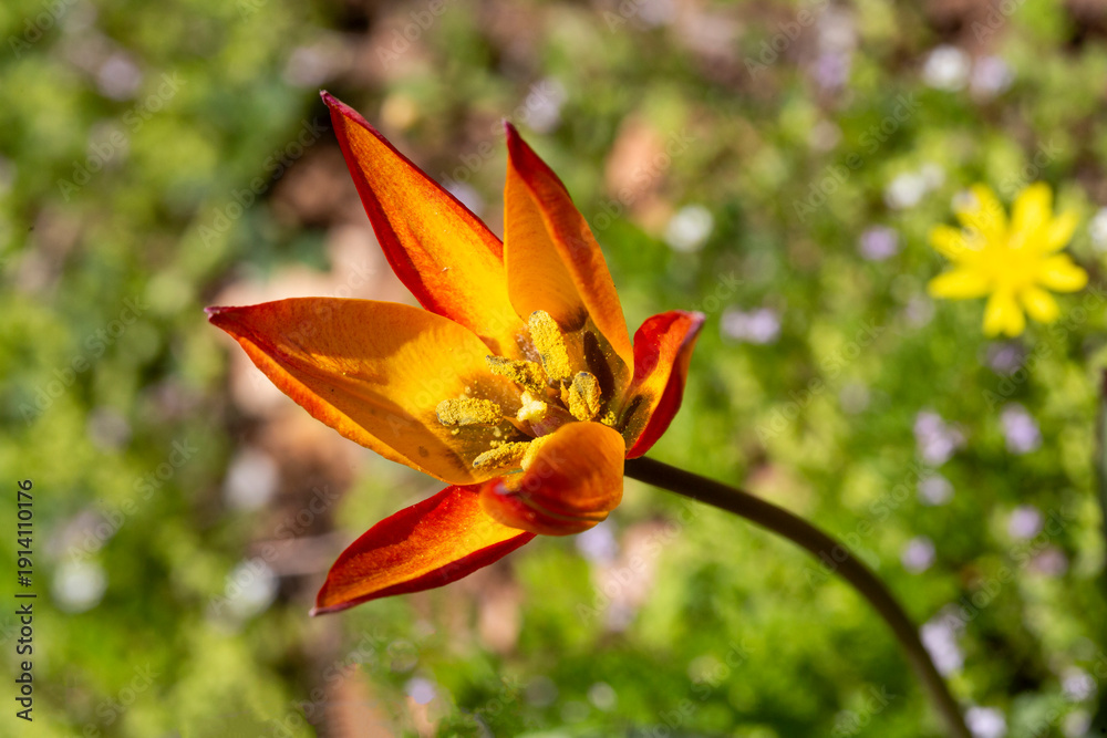 Obraz premium Turkish name; Manisa Lalesi - Scientific name: Tulipa orphanidea