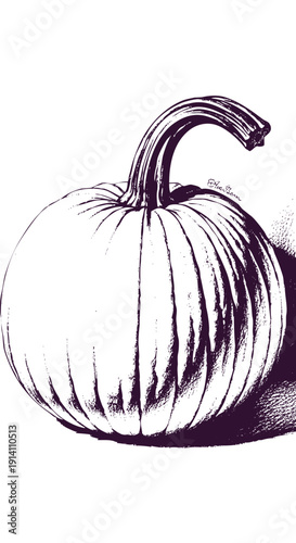 A close up illustration of a pumpkin with distinct ridges and a shaded lower portion