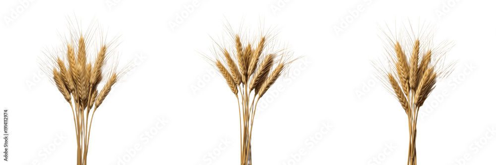 Fototapeta premium Set of Golden Wheat Ears and Ripe Barley Bunches Isolated on White Background for Bakery and Harvest Design