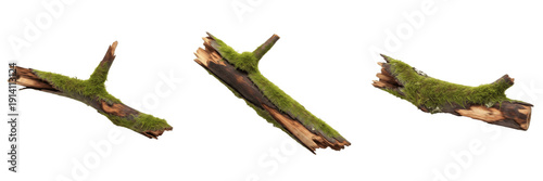 Set of Old Tree Branches Covered in Green Moss Isolated on White Background for Forest and Nature Design