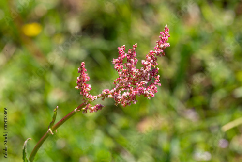 Rumex acetosella, commonly ...
