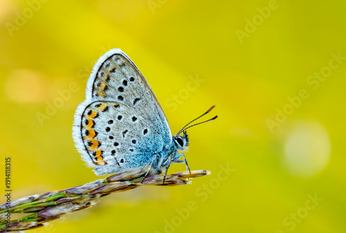 Polyommatus icarus butterfl...