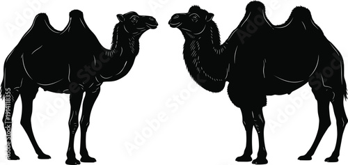 WebBlack camel silhouettes isolated on white background, Arabian desert animal vector illustration set for wildlife design, travel branding, safari logo and Middle Eastern culture themes