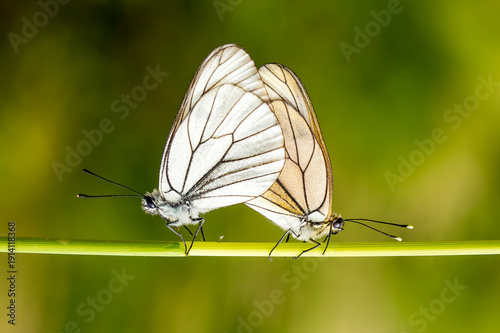 Beautiful butterfly in spri...