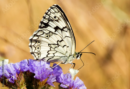 Melanargia russiae, or Espe...
