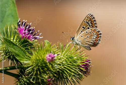 Polyommatus icarus butterfl...