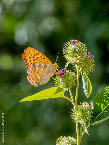 Fotografija The silver-washed fritillary (Argynnis paphia) is a common and variable butterfl