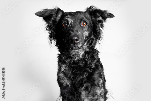 black and white dog