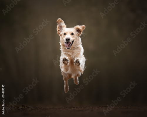 golden retriever dog