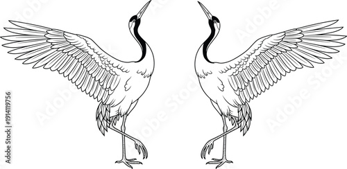 WebTwo elegant crane birds with large spreading wings and long legs in a mirrored dance composition isolated on white background for nature wildlife design.