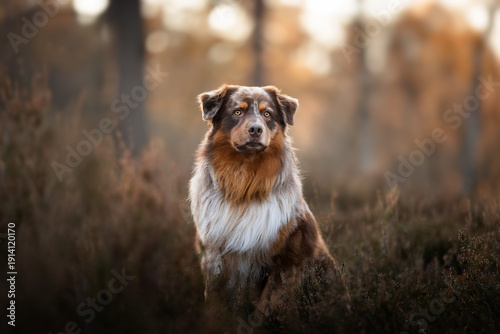 dog on the grass