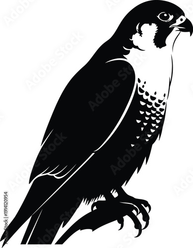 Peregrine falcon perched profile shows sharp beak and focused intense gaze.