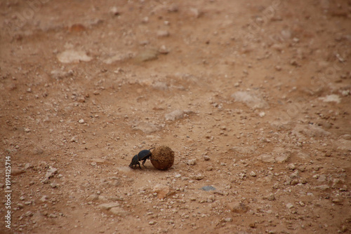 Photos Dung beetle rolling a compact dung ball across dry sandy ground in Addo Elephant National Park, South Africa