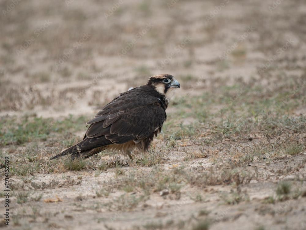 Fototapeta premium Lannerfalke, Lanner, Falco biarmicus