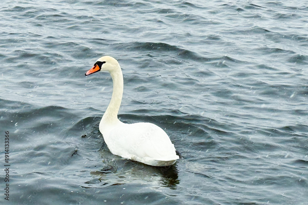 Fototapeta premium Majestic white swan swimming gracefully on textured blue water under natural daylight. The elegant curve of its long neck and bright orange beak create a striking contrast against the rippling surface