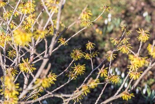 witch hazel blooms in February