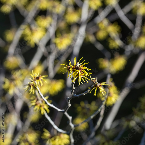 witch hazel blooms in February
