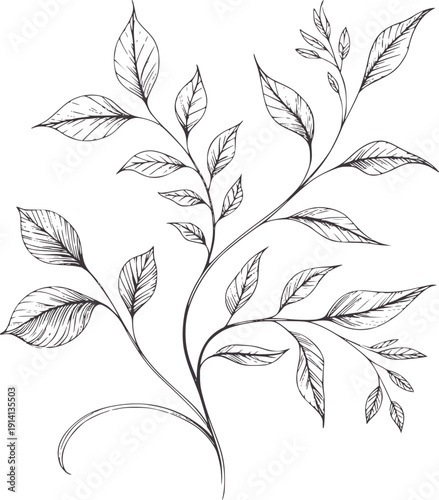 Delicate line botanical of branching leaves and stems branches vine