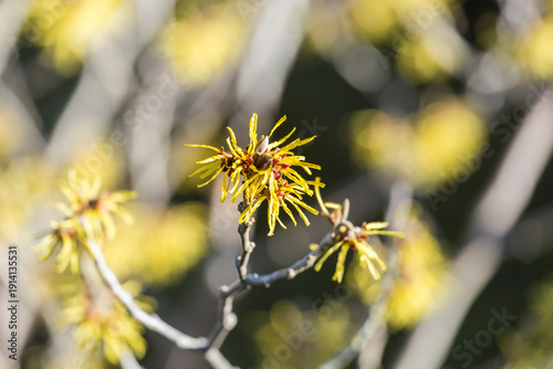 witch hazel blooms in February