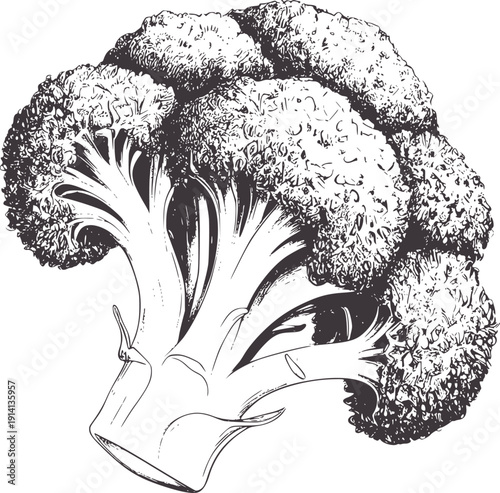 Pencil of a single broccoli head vegetable food healthy organic