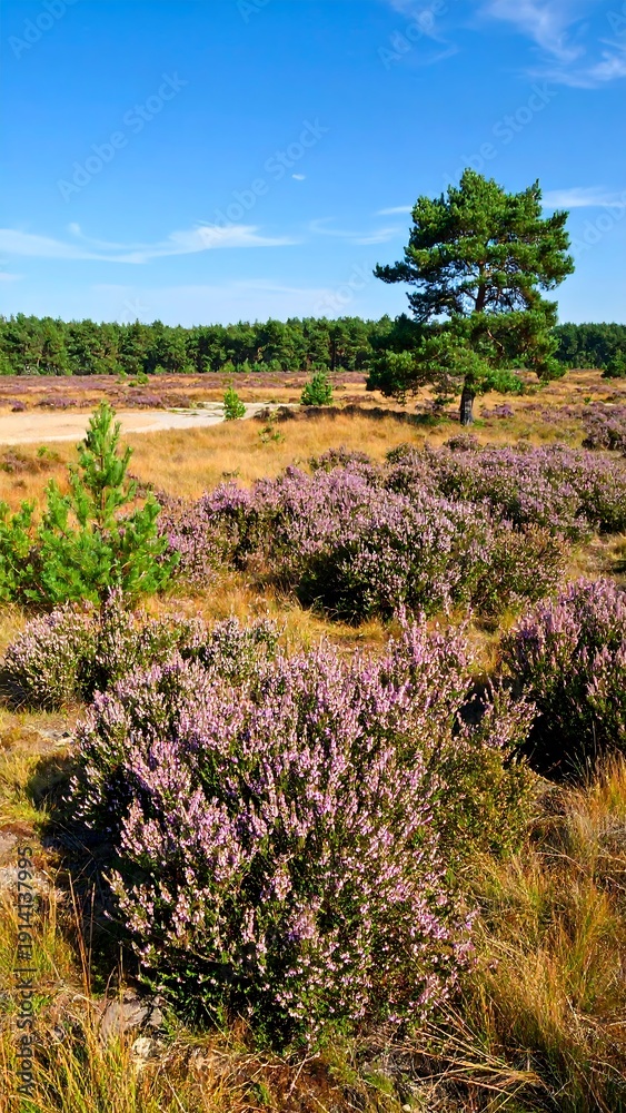 Fototapeta premium A vibrant landscape featuring purple heather, a solitary pine tree, and a distant treeline under a cloudless blue sky. Golden grasses