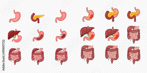 Set of human internal organs showing healthy and diseased states, including stomach, liver, pancreas, and intestines.