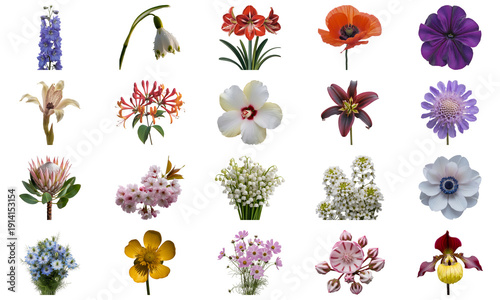 Collection of various colorful flowers including poppies, lilies, and daisies isolated on transparent background