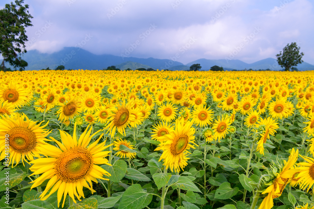 Obraz premium Golden Sunflower Field with Mountain Landscape