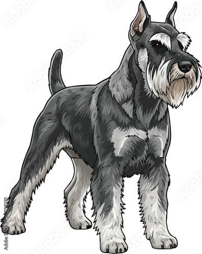 Standard Schnauzer Dog standing alert focused looking away