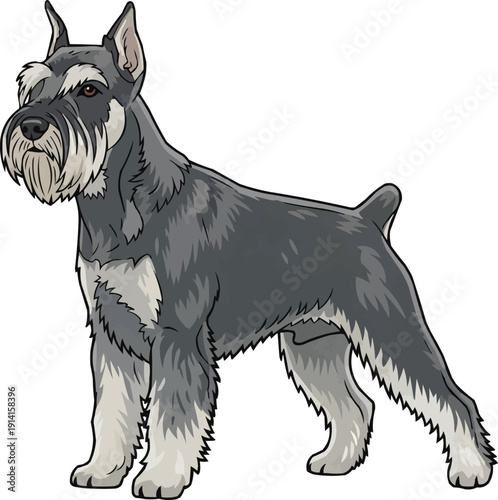 Standard Schnauzer Dog standing side profile view illustration