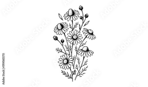 Minimal Monochrome Daisy and Chamomile Wreath Hand Drawn Ink Botanical Vector