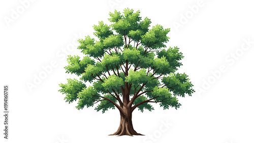 Detailed illustration of a large leafy green tree with a thick brown trunk and spreading branches shown against a clean white background.