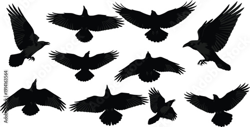 Flying raven bird silhouettes collection isolated on white background, black avian wings spread in flight, wildlife illustration set design vector