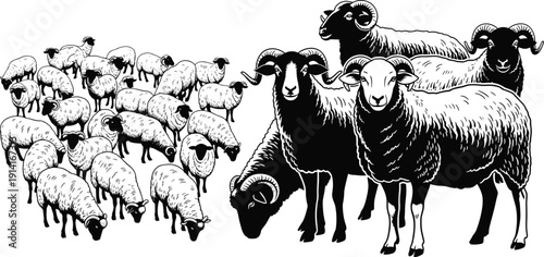 Sheep flock silhouettes with ram and ewe, farm livestock animal vector illustration isolated background collection