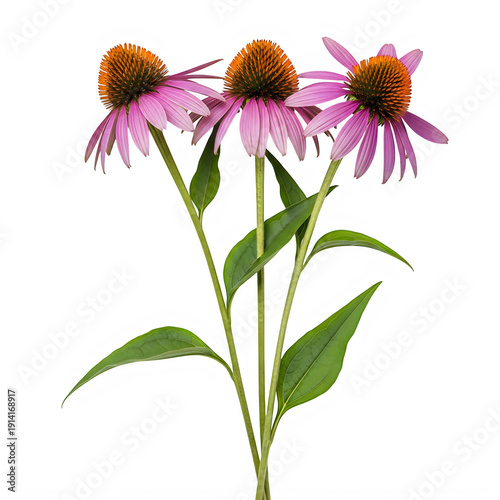 A purple coneflower with green leaves on a white background