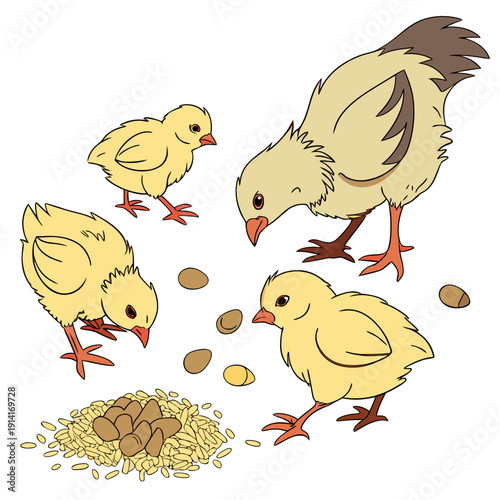 Four yellow chicks eating seeds and pellets chickens
