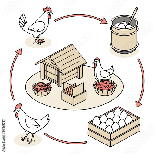 Chicken egg production cycle farm eggs