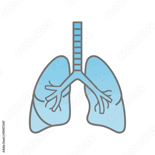 A detailed illustration of the human lungs and respiratory system