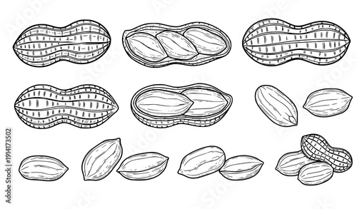 Hand Drawn Peanut Vector Collection in Brown Line Art Style Isolated on White Background