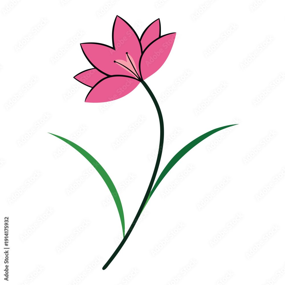 Obraz premium zephyranthes candida pink flower line art on white background