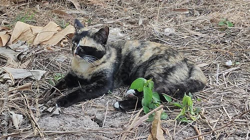 A tortoiseshell cat resting on dry leaves outdoors, calmly looking at the camera. Natural light captures a peaceful moment of a stray cat relaxing in a garden or rural environment.