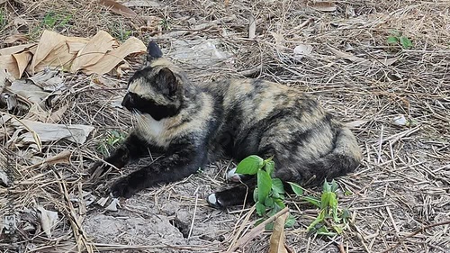 A tortoiseshell cat resting on dry leaves outdoors, calmly looking at the camera. Natural light captures a peaceful moment of a stray cat relaxing in a garden or rural environment.