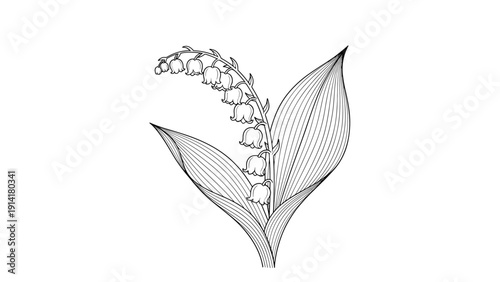 Traditional line art illustration of lily of the valley flowers with their characteristic bell shaped blossoms and large green leaves.