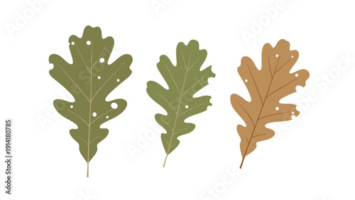 Set of three oak leaves in different autumnal shades of green and brown featuring small holes for seasonal nature and forest themes.