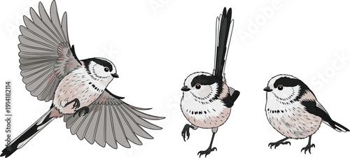Hand Drawn Vector Illustration of Long Tailed Tit Birds in Flight and Perched Poses Isolated on White Background for Nature and Wildlife Design