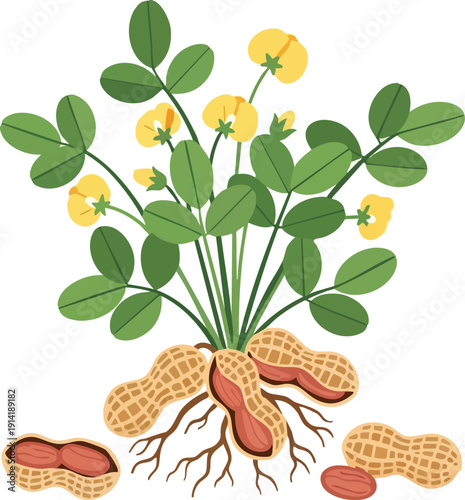 Illustration of a peanut plant with pods and flowers, showcasing the entire plant's growth cycle from roots to harvestable nuts
